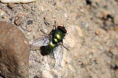 Diptera