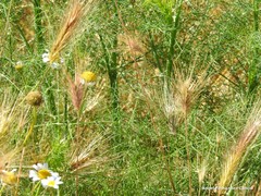 Hordeum murinum leporinum