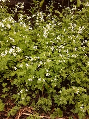 Cardamine amara
