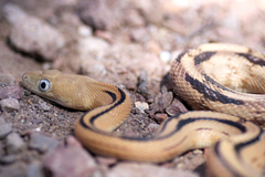 Trans-Pecos Rat Snake photo 5