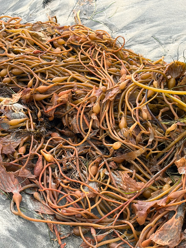 Macrocystis pyrifera observed 2026-10-29