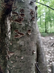 Fungi