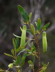 Correa glabra glabra