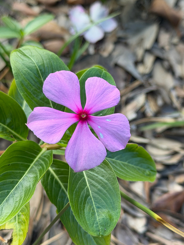 Catharanthus roseus observed 2026-10-29