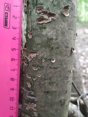 Fungi