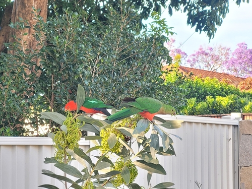 Australian King Parrot