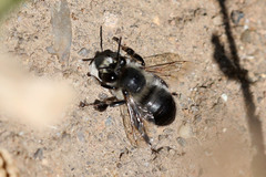 Anthophora