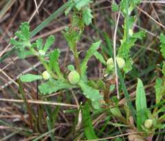 Centipeda cunninghamii