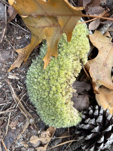 Leucobryum glaucum observed 2026-10-28