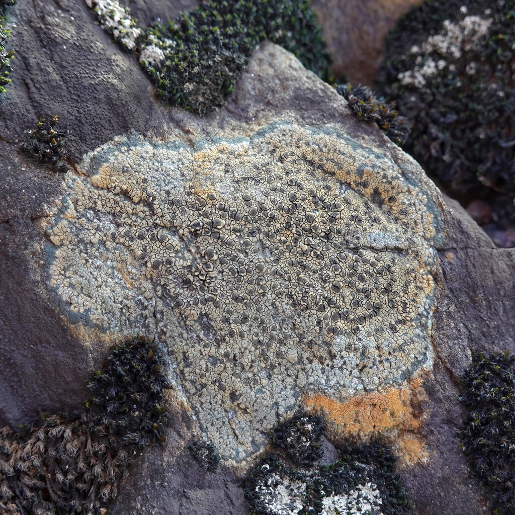 Drenched Map Lichen