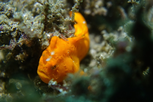 Antennarius pictus observed 2026-10-29