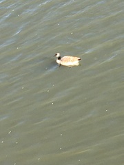 Branta canadensis