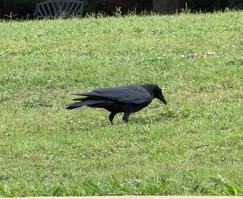 Corvus observed 2026-10-29
