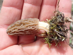 Morchella norvegiensis