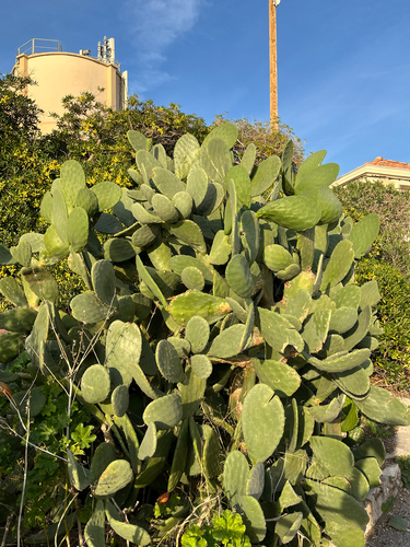 Ficus observed 2026-10-29