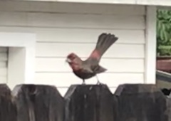 Haemorhous mexicanus