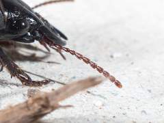 Scarites vicinus