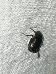 Paranomala cincta