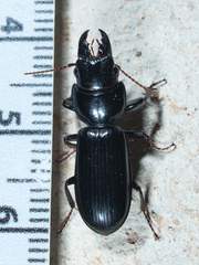 Scarites vicinus