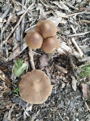 Psathyrella longipes