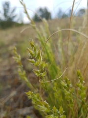 Festuca sibirica