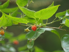 Rubus corchorifolius