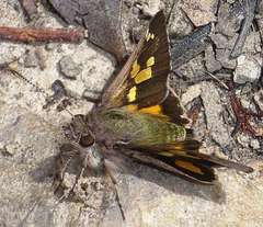 Trapezites phigalioides