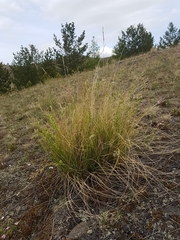 Festuca sibirica