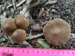 Psathyrella longipes
