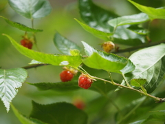 Rubus corchorifolius