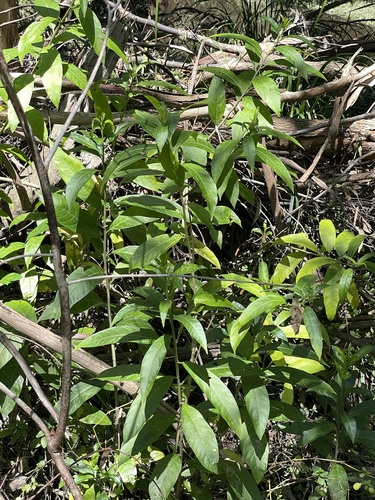Cestrum nocturnum observed 2026-10-29