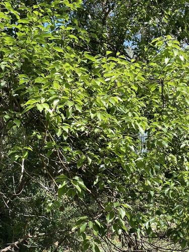Cinnamomum camphora observed 2026-10-29