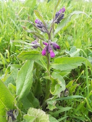 Symphytum officinale