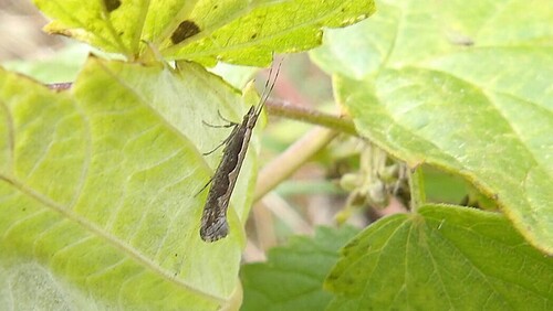 Plutella xylostella observed 2026-10-28