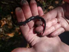 Plethodon wehrlei