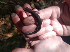 Plethodon wehrlei