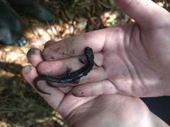 Plethodon wehrlei