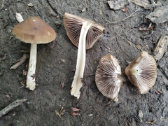 Psathyrella longipes