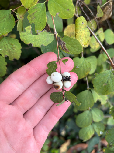 Vaccinium observed 2026-10-29