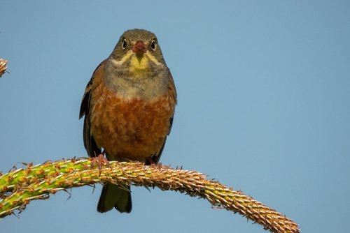 Ortolan Bunting