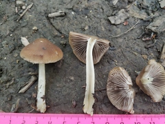 Psathyrella longipes