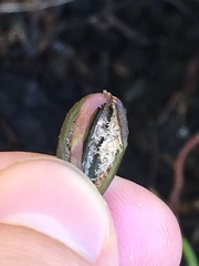 Triphora gentianoides