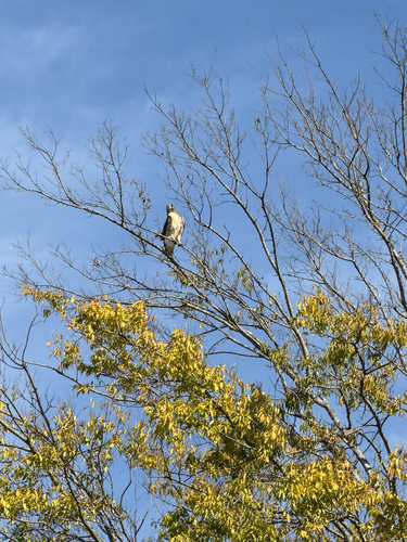 Buteo jamaicensis observed 2026-10-29