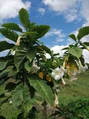 Brugmansia