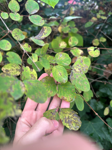 Vaccinium observed 2026-10-29