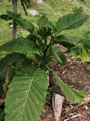 Brugmansia