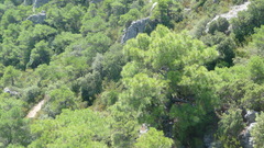 Pinus nigra salzmannii