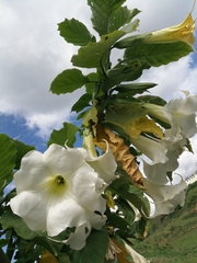 Brugmansia