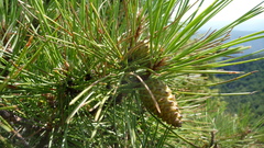 Pinus nigra salzmannii