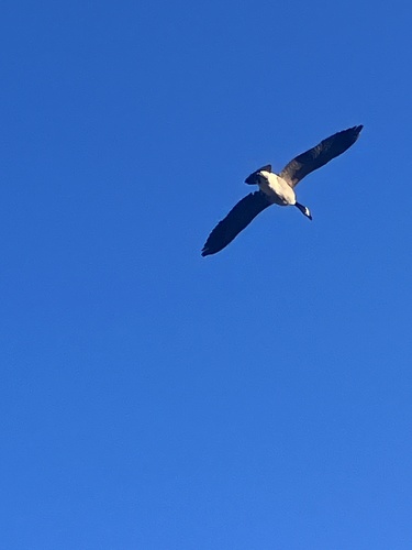 Branta observed 2026-10-29
